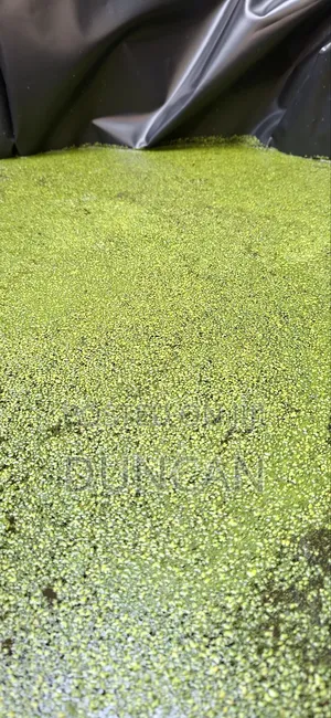 Duckweed (Lemna Minor)