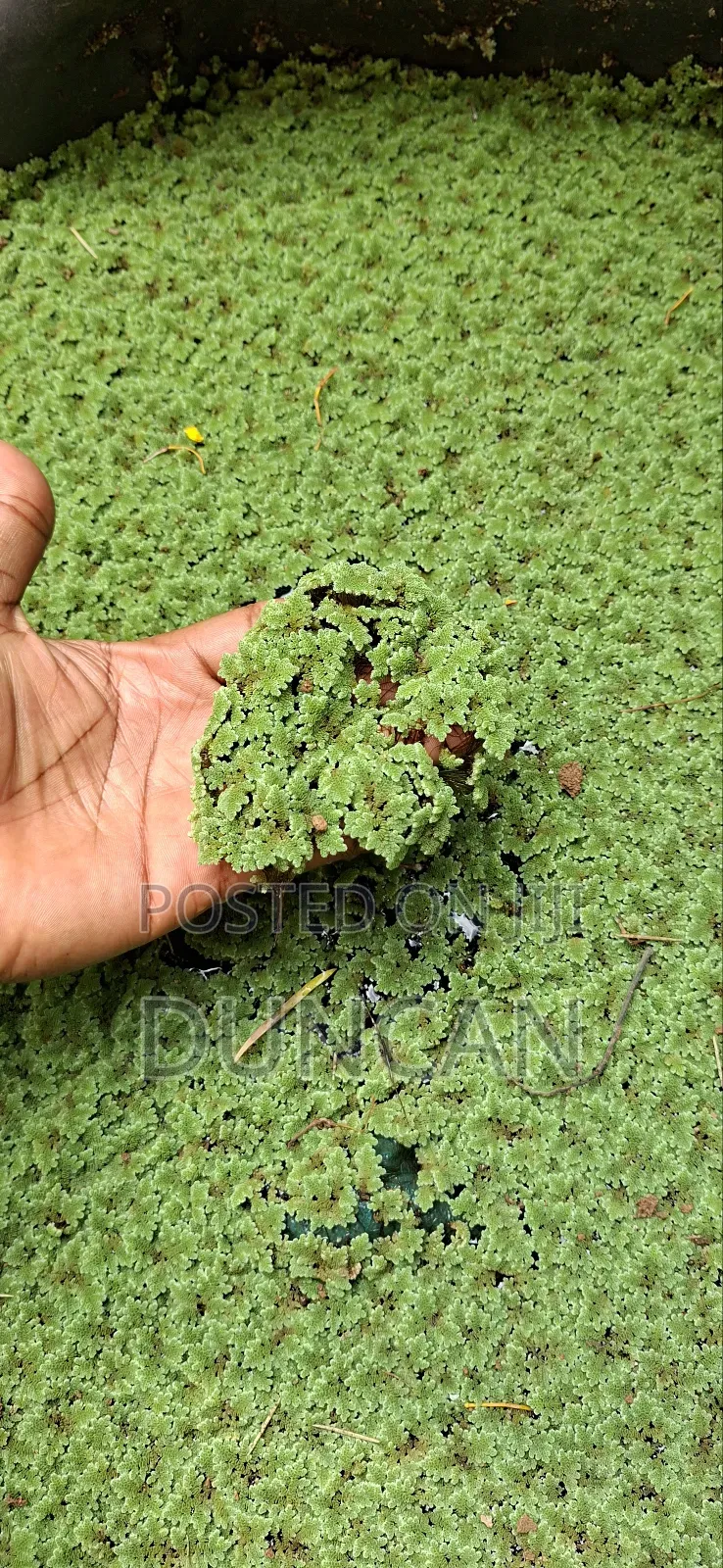 Azolla Plant