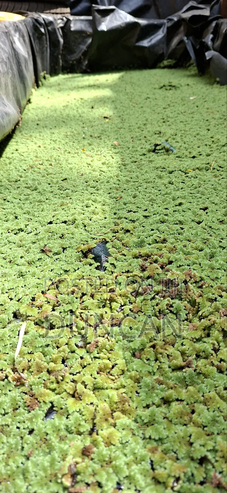 Azolla Plant