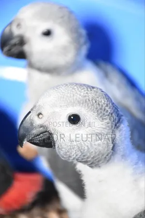 African Chicks Baby Parrot's Are Available