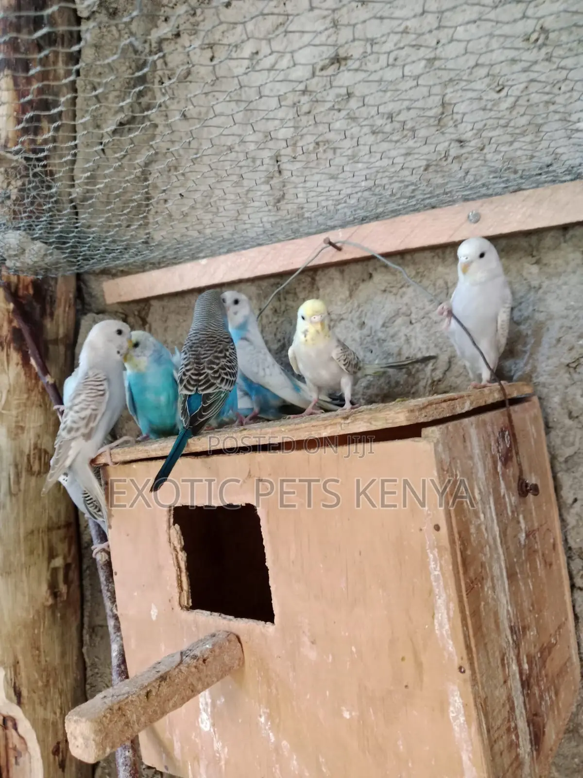 Parakeets for Sale in Kenya