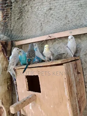 Parakeets for Sale in Kenya