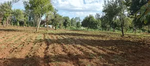 7 Acres Kirinyaga/ Kiandai