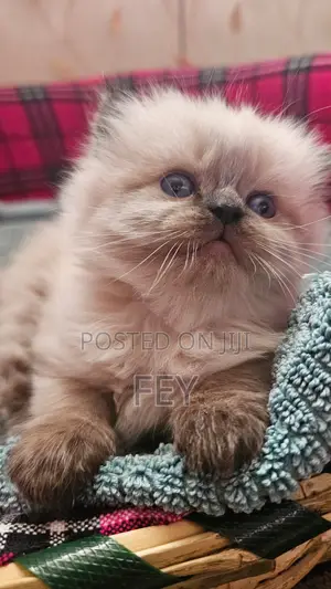 1-3 months Female Purebred Persian