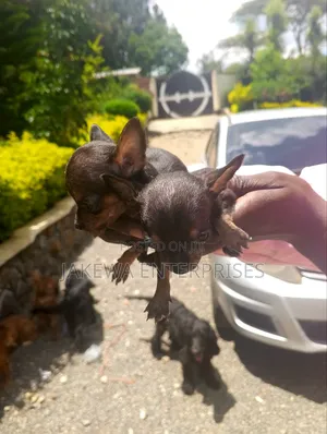 1-3 months Female Purebred Chihuahua