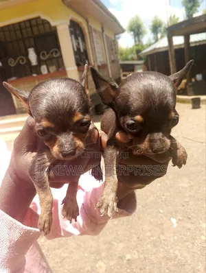 1-3 months Female Purebred Chihuahua