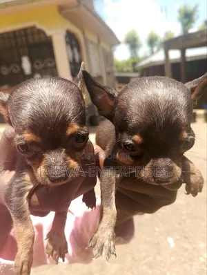 1-3 months Male Purebred Chihuahua