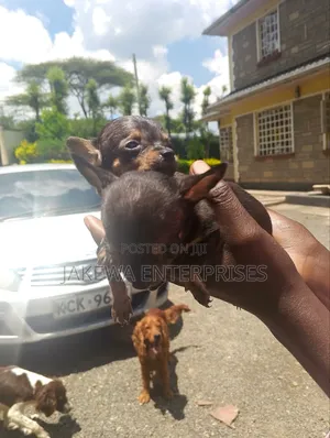 1-3 months Female Purebred Chihuahua