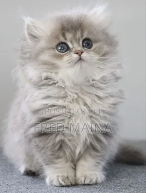 6-12 months Male Purebred Persian