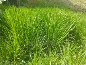 Super Napier Cuttings for Long Rains