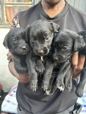 1-3 months Male Mixed Breed Labrador Retriever
