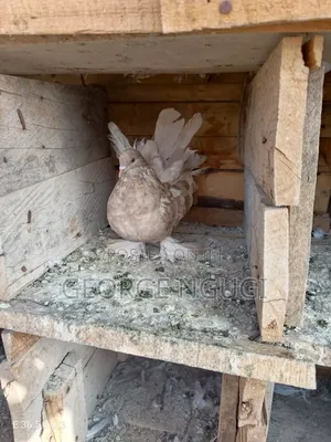 Quality, Good Looking Pigeons for Sale.Ready for a New Home.