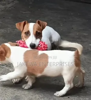 1-3 months Female Purebred Jack Russell Terrier