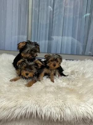 1-3 months Female Purebred Yorkshire Terrier
