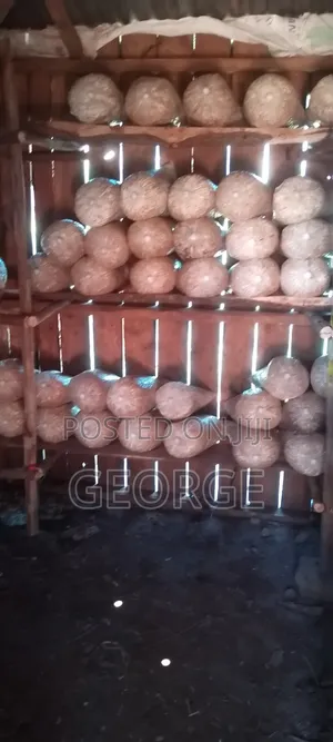 Mushroom Grow Bags