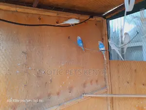 Blue and White Budgies