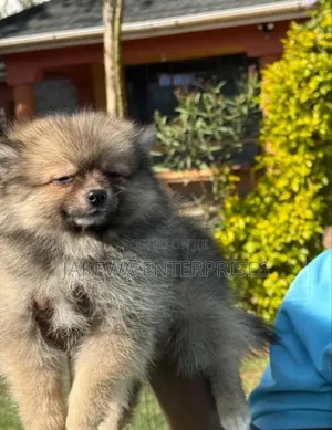 1-3 months Female Purebred Pomeranian