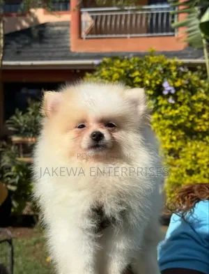 1-3 months Male Purebred Pomeranian