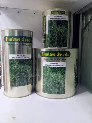 Bracharia Pasture Grass Seeds 250g, 500g, 1kg