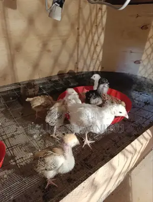 1 Month Old Kienyeji Chicks for Sale