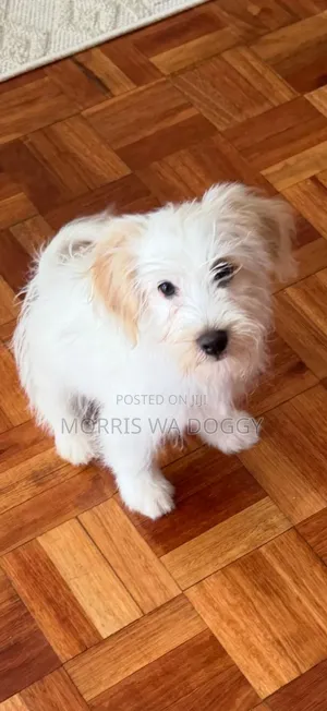 1-3 months Female Purebred Havanese