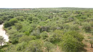 6 Acres Mashuru at Per Acre