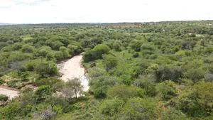 6 Acres Mashuru at Per Acre