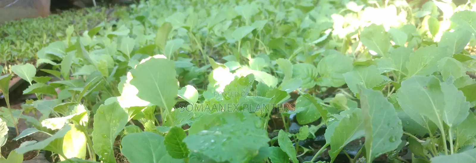 Spinach, Kales Seedlings at Ksh2.5 Per Piece
