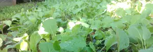 Spinach, Kales Seedlings at Ksh2.5 Per Piece