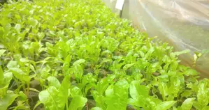 Spinach, Kales Seedlings at Ksh2.5 Per Piece