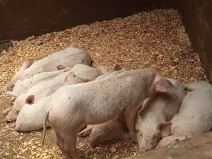 Medium Size Pigs for Sale at 8,000 Negotiable