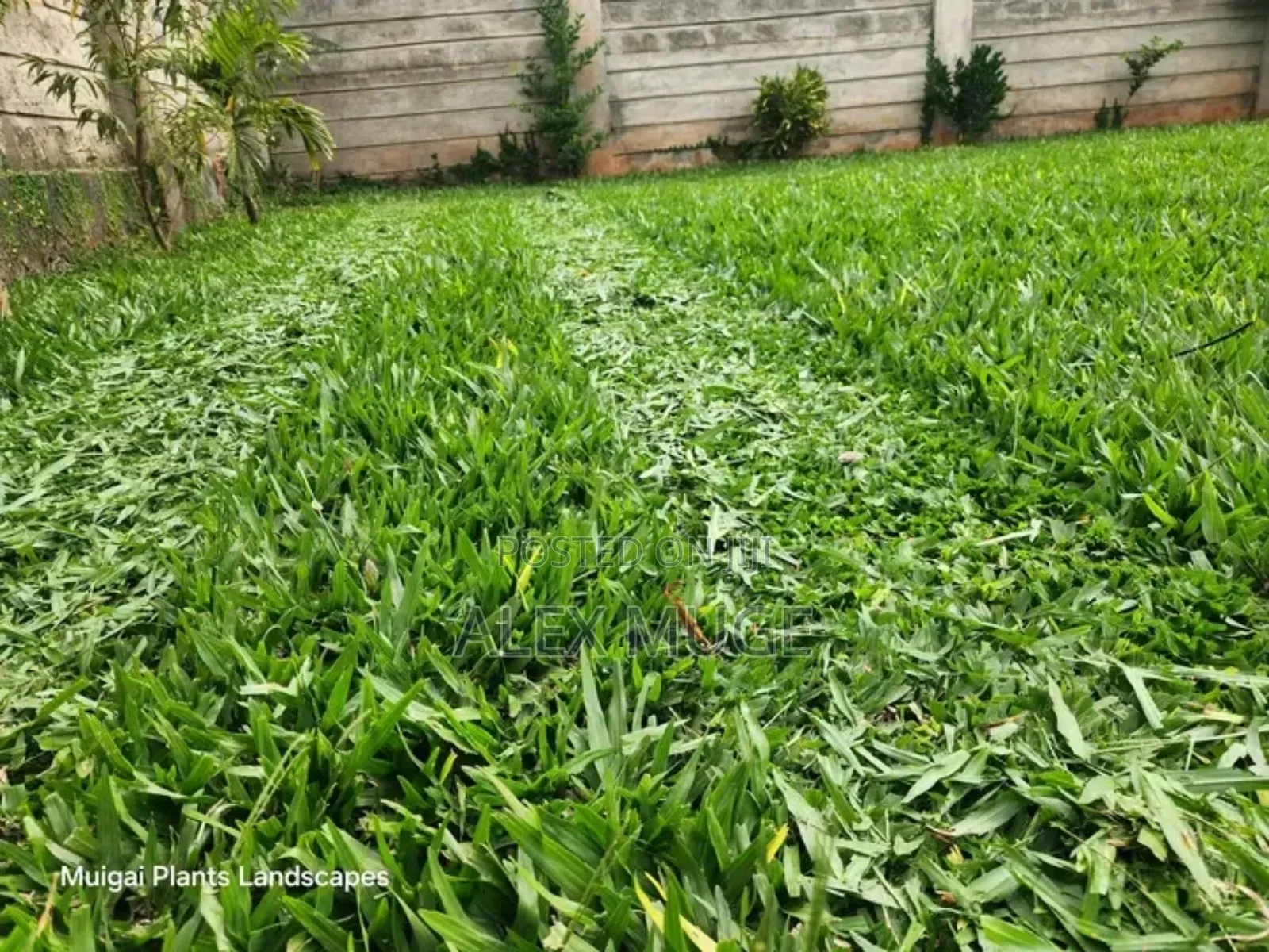 Landscaping and Compound Design