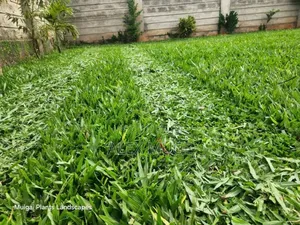 Landscaping and Compound Design