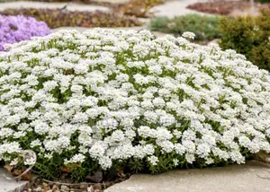 White Snow ( Candytuft) 10 Seedlings.