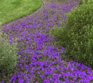 Verbena 10 Seedlings