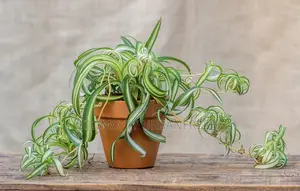 Spider Plant 10 Seedlings.