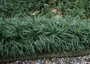 Mondo Grass 10 Seedlings