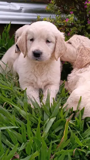 1-3 months Male Purebred Golden Retriever