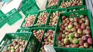 Apples for Sale