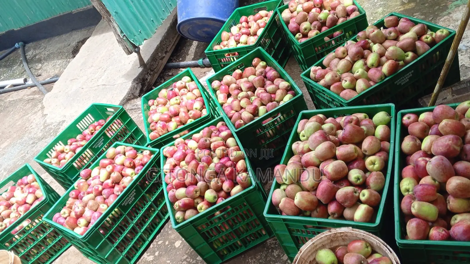 Apples for Sale