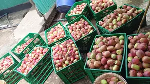 Apples for Sale