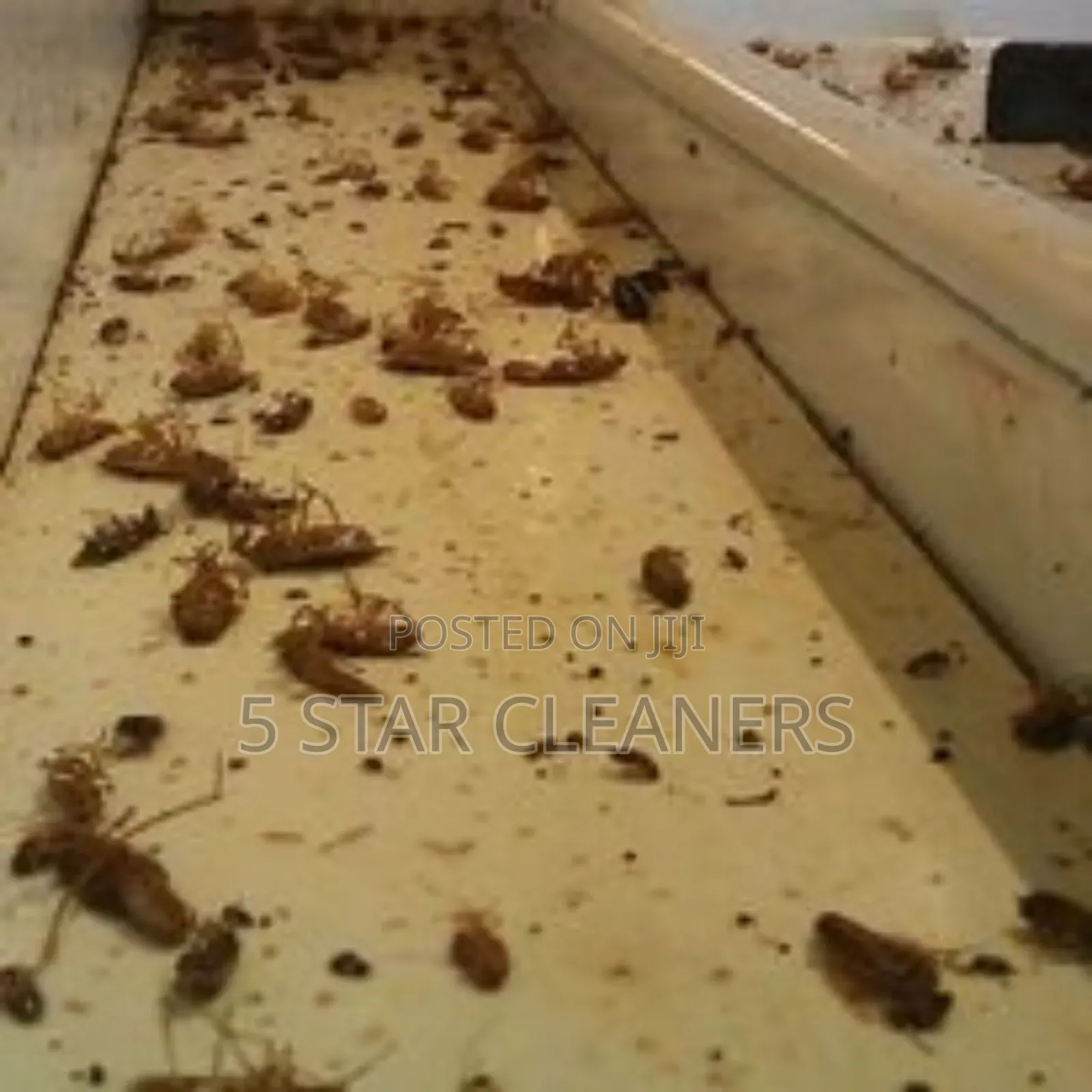 Fumigation and Cleaning After Fumigation Services