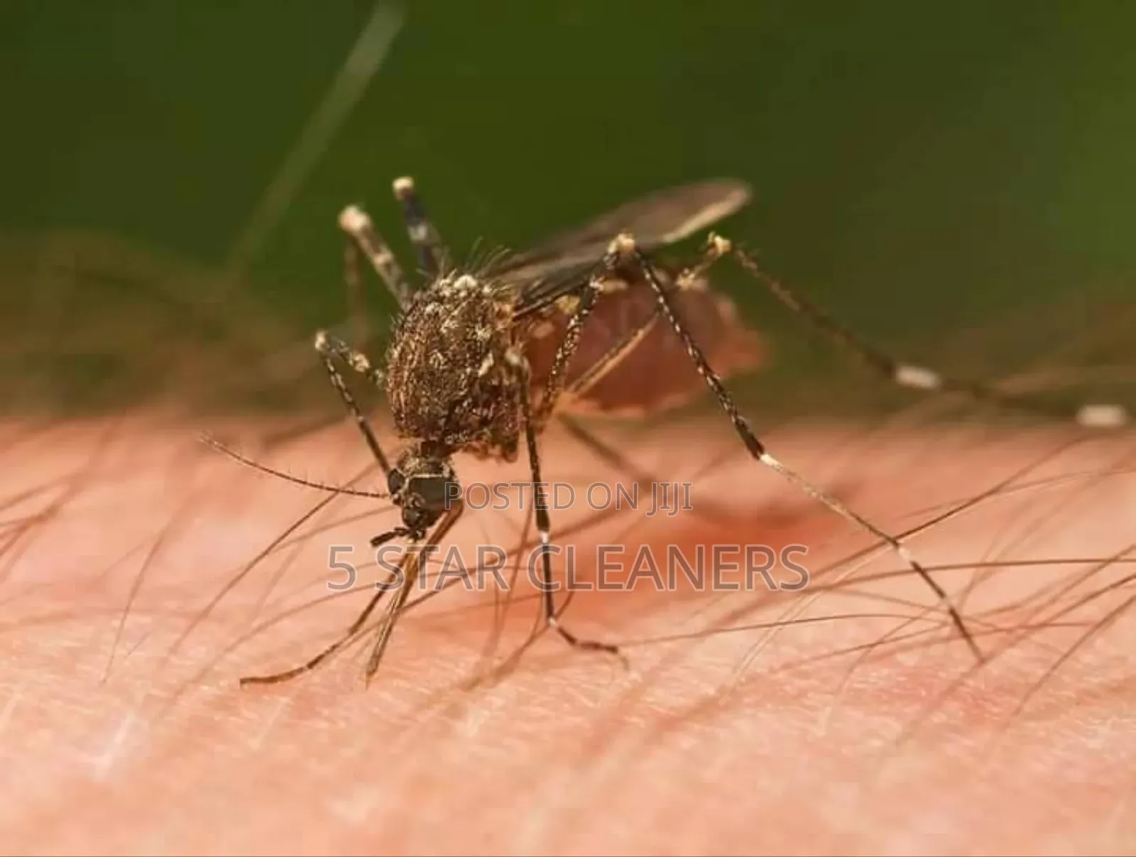 Mosquitoes  Fumigation