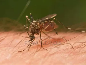 Mosquitoes  Fumigation