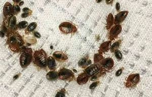 Same Day Fumigation Operation
