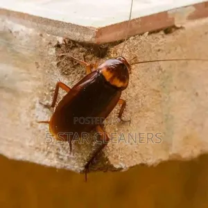 Regular Fumigation and Fogging Services