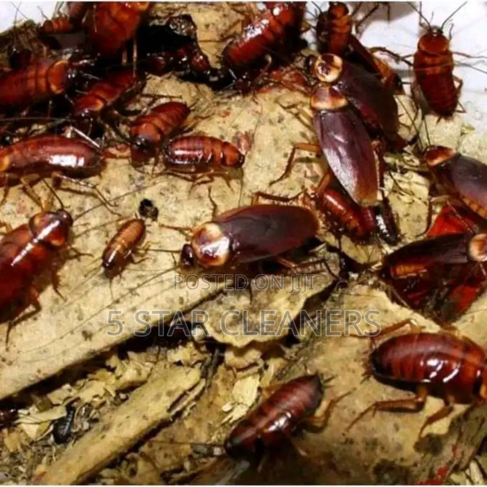 Hospital/Office Fumigation Services