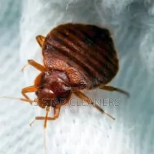 Ready to Eliminate Fumigation for House Pests