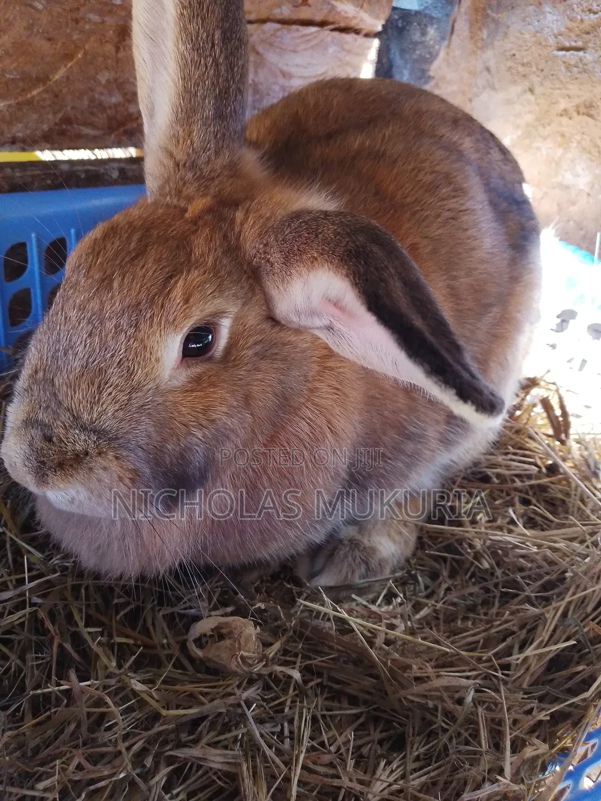 Hybrid Rabbits