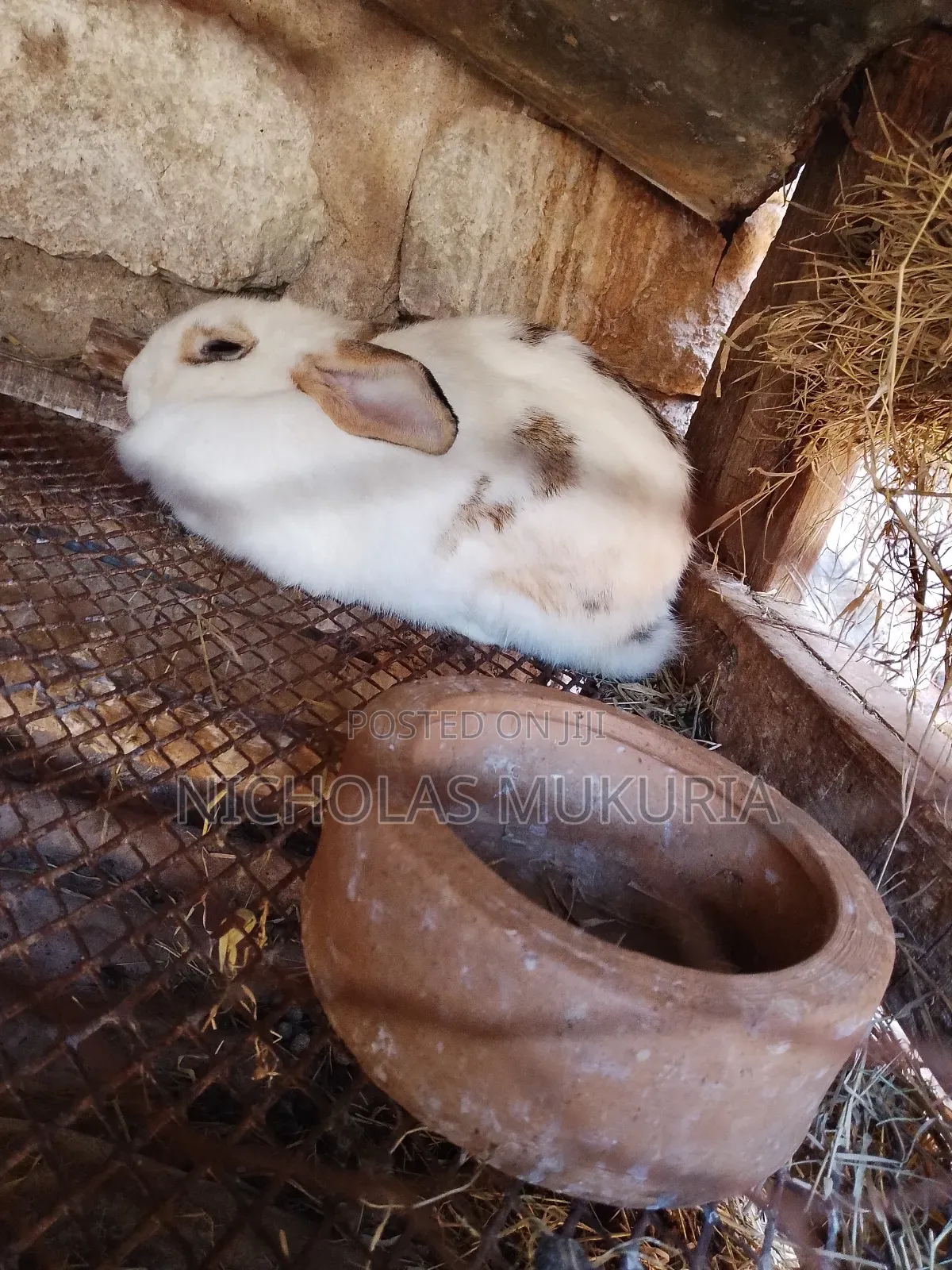 Hybrid Rabbits